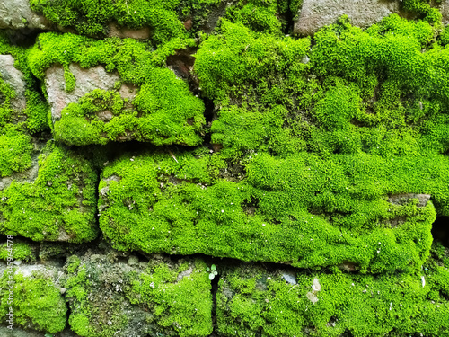 Natural green moss on stone wall