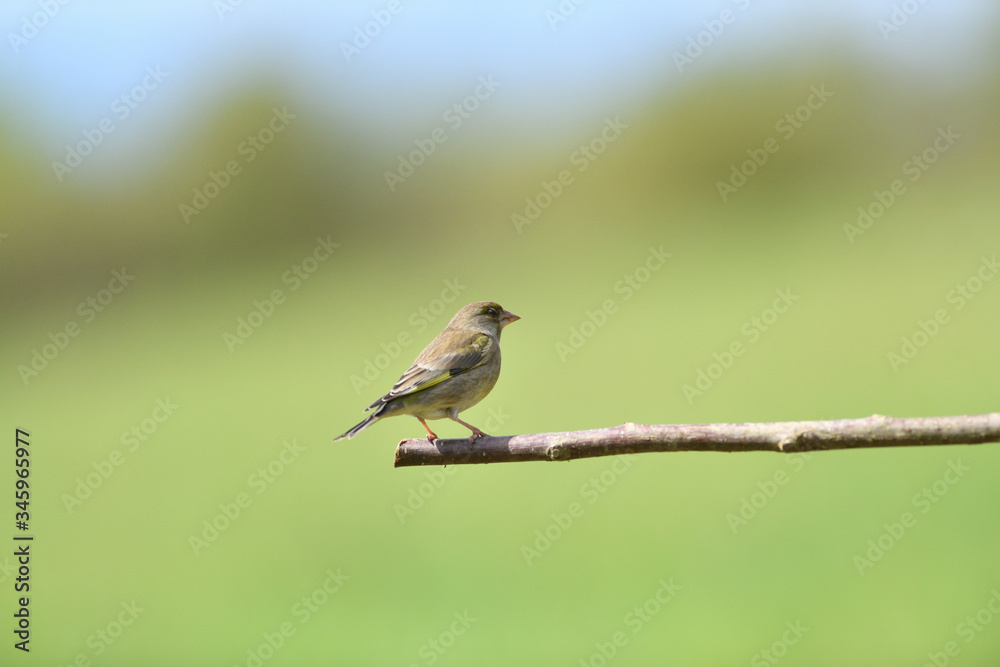 Portrait of common greenfinch sitting on the branch close up Portrait of common greenfinch sitting on the branch close up