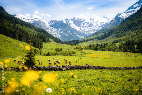 Beautiful alpine mountain landscape with cows grazing in fresh green meadows photo