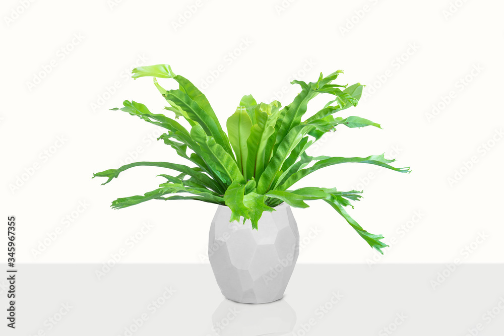 houseplant Asplenium nidus in white flowerpot houseplant Asplenium nidus in white flowerpot