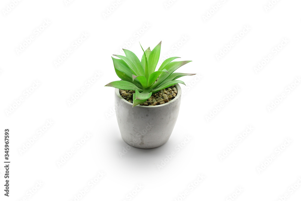 Green plant in a pot