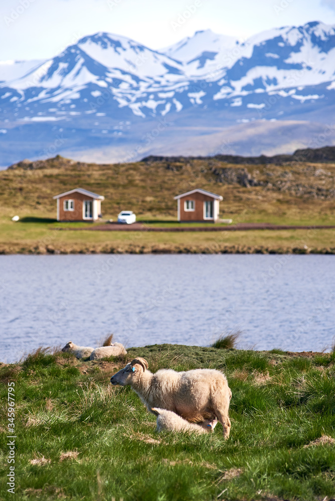 Obraz premium Sheep and lamb on meadow in Iceland with mountain backdrop