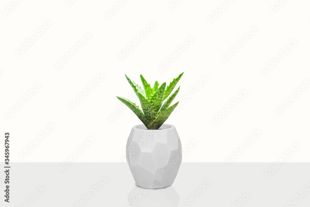 Suculent plant isolated on white background Suculent plant isolated on white background