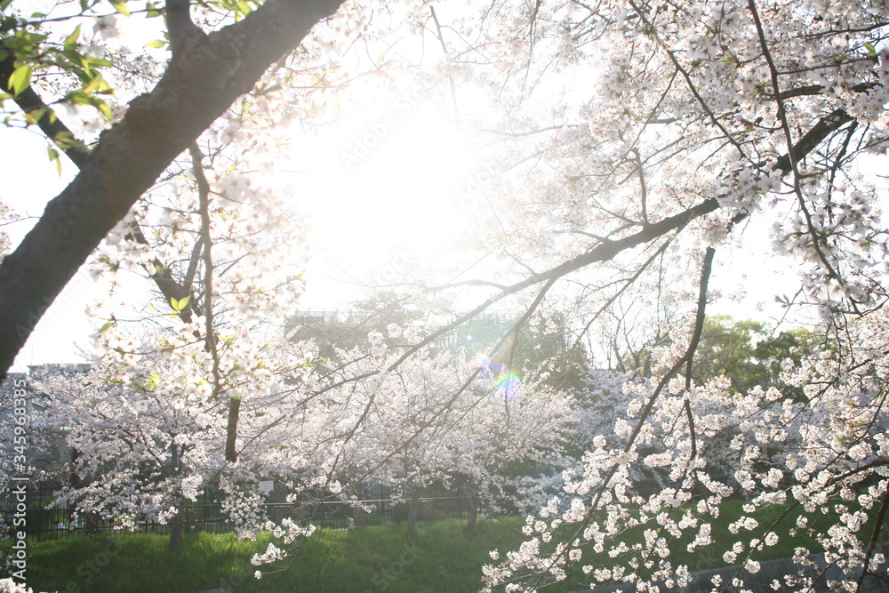 Naklejka premium 朝日を浴びる山崎川満開の桜