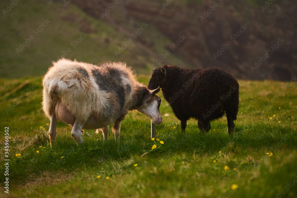 Typical Icelandic sheep and lamb on meadow in Iceland Typical Icelandic sheep and lamb on meadow in Iceland