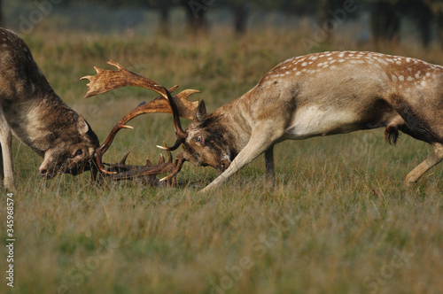 Fallow deer dama dama in autumn colours photo