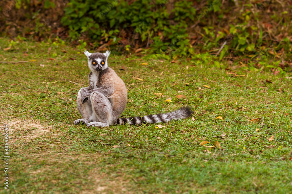 Male Lemur Catta
