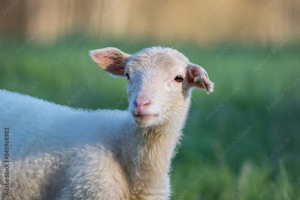 Obraz premium Small adorable young white lambs in green grass at dawn soft light on New Jersey farm
