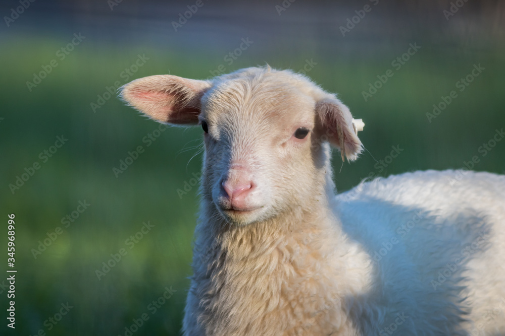 Small adorable young white lambs in green grass at dawn soft light on New Jersey farm Small adorable young white lambs in green grass at dawn soft light on New Jersey farm