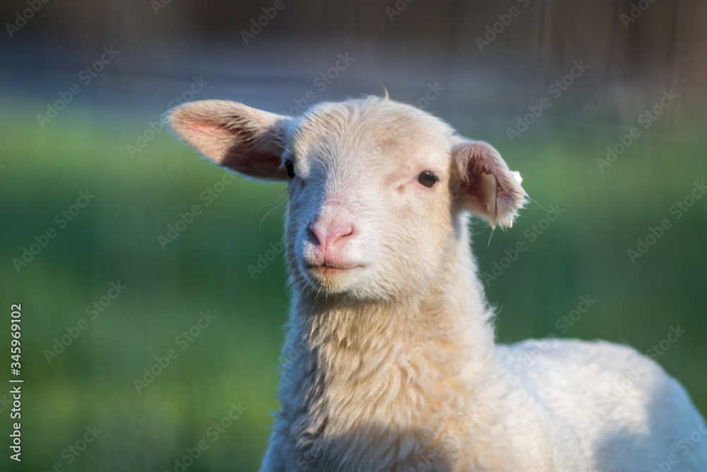 Small adorable young white lambs in green grass at dawn soft light on New Jersey farm Small adorable young white lambs in green grass at dawn soft light on New Jersey farm