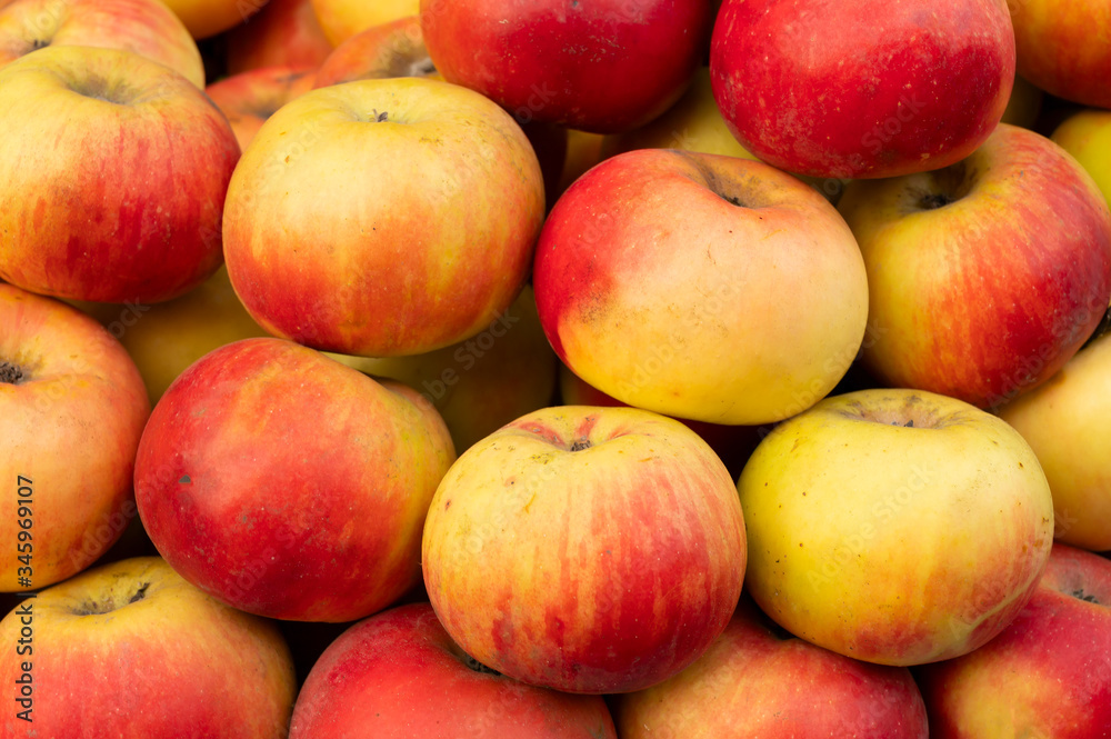 Apples, Malus domestica, an edible fruit produced by an apple tree, are displayed for sale at New Market area, Kolkata, West Bengal, India. Apples, Malus domestica, an edible fruit produced by an apple tree, are displayed for sale at New Market area, Kolkata, West Bengal, India.