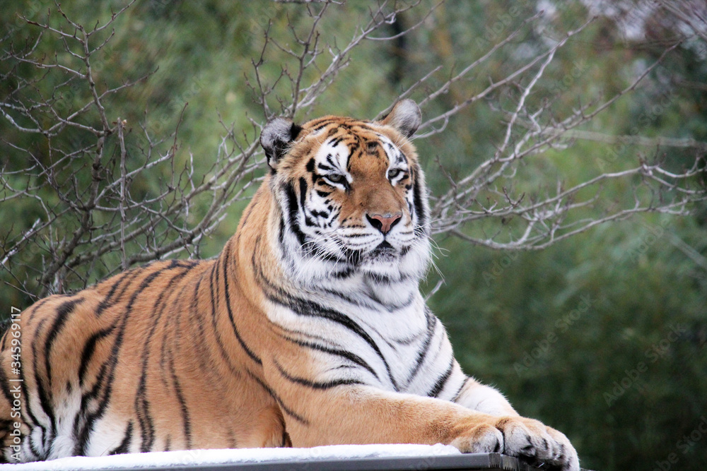 Bengal tiger on platform with trees behind -Also known as the Indian Tiger,  the Bengal Tiger