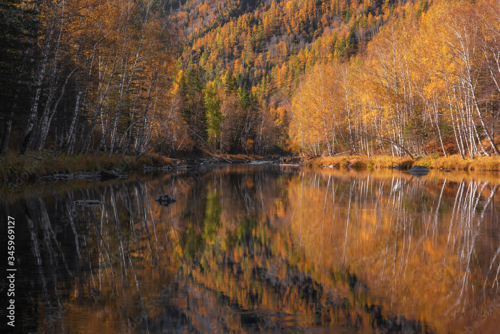 Perfect Mirror Reflection Of Mixed Autumn Forest ( Birch, Aspen, Larch And Fir ) In Calm Mountain River. Morning In Altai, Siberia, Kumir River.Realistic Photo Of Heyday Of Fall Season In Mountains