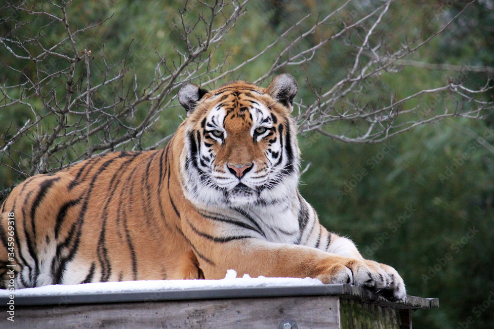 Obraz premium Bengal tiger on platform with trees behind -Also known as the Indian Tiger, the Bengal Tiger is the most common of all tigers and is the national animal of India - stock photo