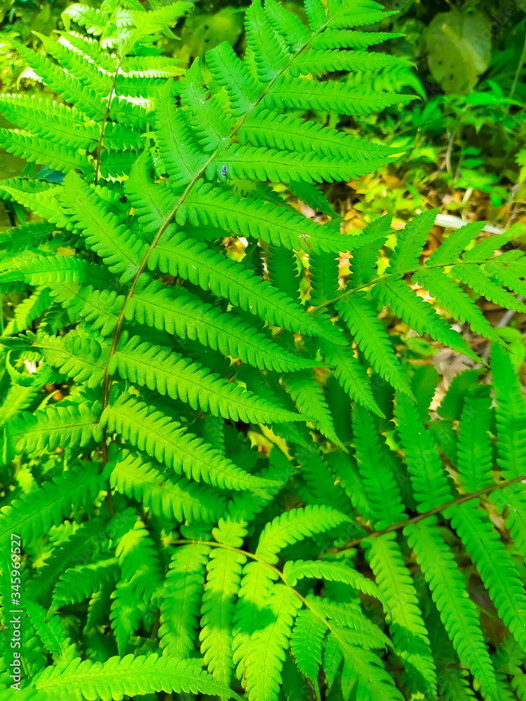 Fern fronds form natural abstract patterns in the summer woods. Background