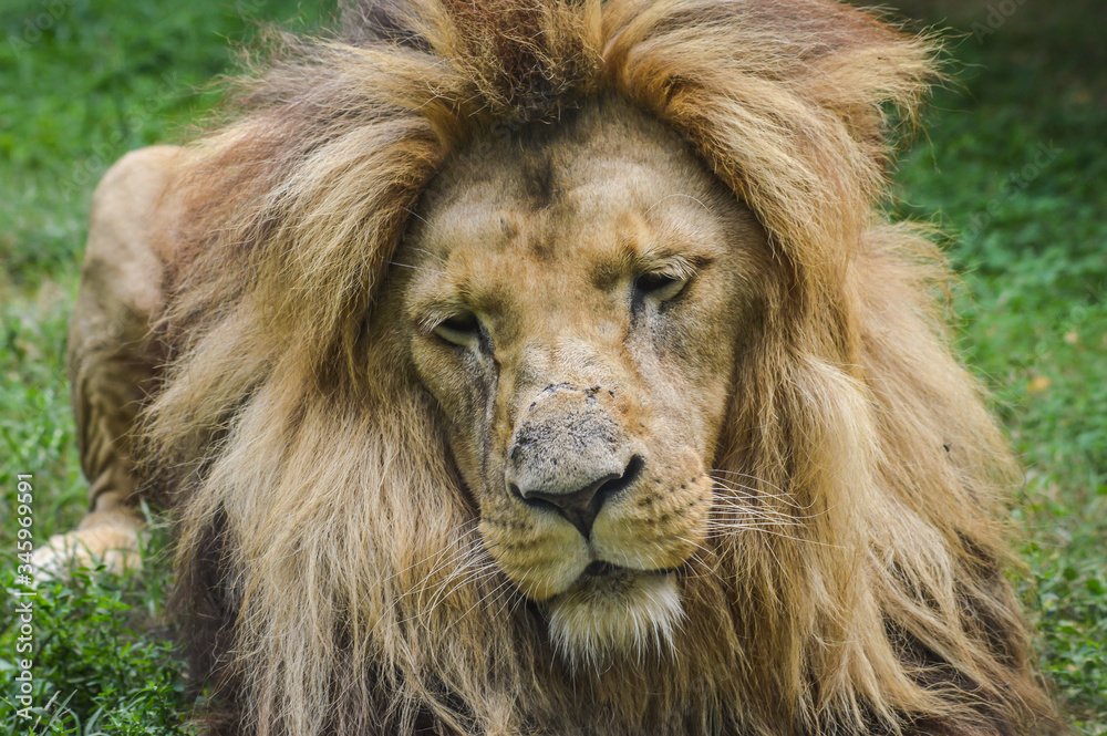 Beautiful lion resting on the grass portrait
