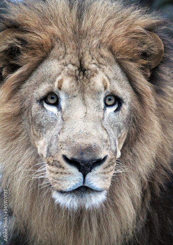 lion head male closeup with mane lion from africa -stock photo