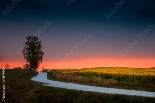 Fototapeta Naklejka Na Ścianę i Meble -  Droga w Śród Pół Rzepaku- Warmia Polska 