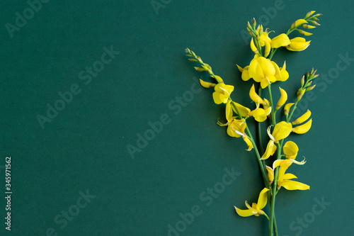 Foto Yellow blossom gorse on the green-blue background, flat lay floral themes