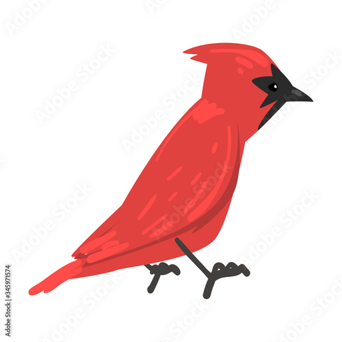 Cute Red Cardinal Winter Bird, Beautiful Northern Birdie Vector Illustration