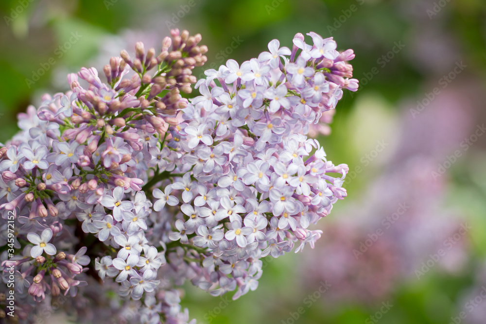 Lilac branch in the garden