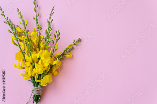 Bunch of flowering gorse on the pink background, space for text photo