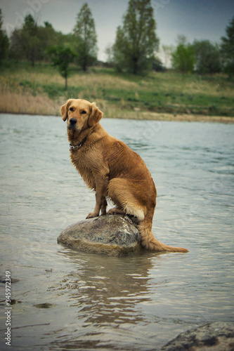 dog on the water