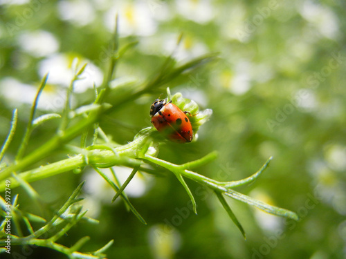 ladybug on a green leaf