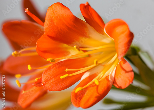 orange clivia flower closeup photo