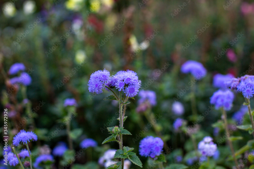Obraz premium purple flowers in the garden