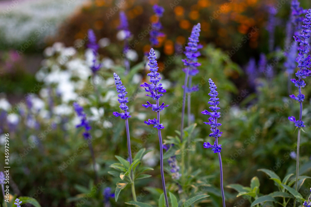 Fototapeta premium pole kwiatów lawendy