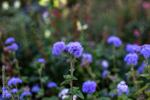 purple flowers in the garden