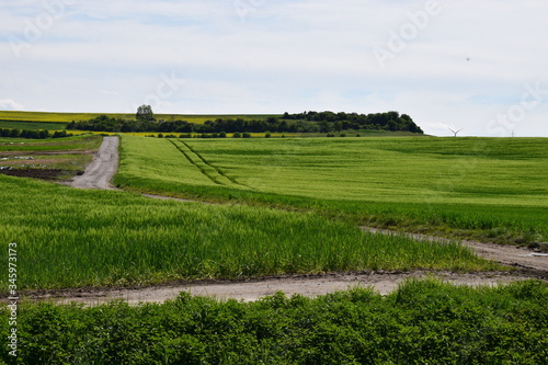 Weg durch die Sumpflandschaft Thürer Wiesen photo