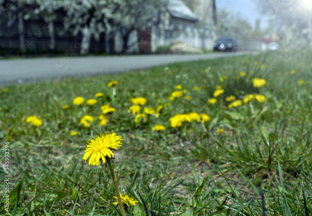 Blooming dandelions near the road, selective focus