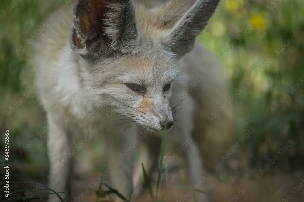 Portrait of a little Fennec fox standing in the grass (Vulpes zerda). Wild life animal.