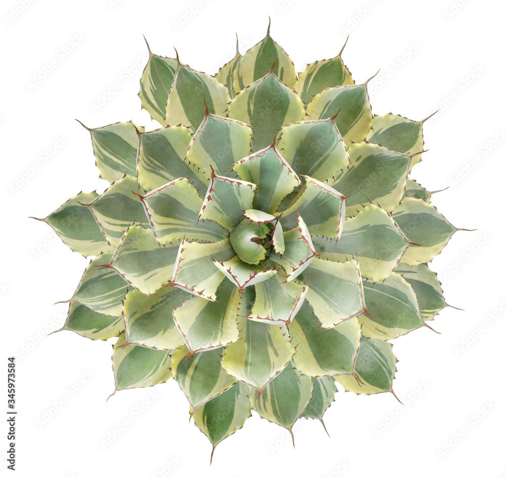 Succulent cactus flower tropical plant top view isolated on white background, clipping path included Succulent cactus flower tropical plant top view isolated on white background, clipping path included