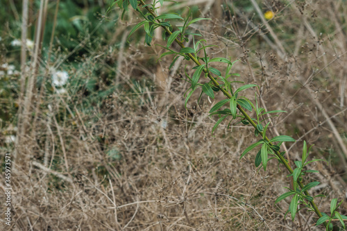 Wallpaper Mural tangled thin and dry plant Torontodigital.ca