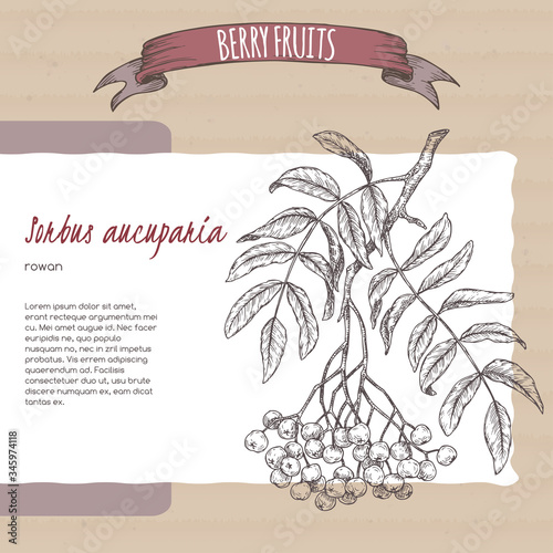 Rowan aka Sorbus aucuparia branch sketch on cardboard background. Berry fruits series.
