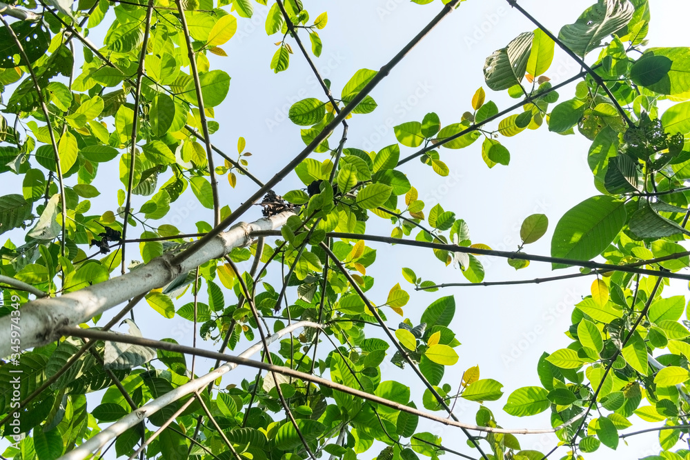 view to the white sky from tall bushes with green leaves in a sunny daylight view to the white sky from tall bushes with green leaves in a sunny daylight