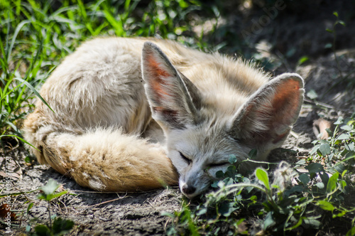 Close up of a little Fennec fox resting in the grass in a ray of light. (Vulpes zerda). Wild life animal.