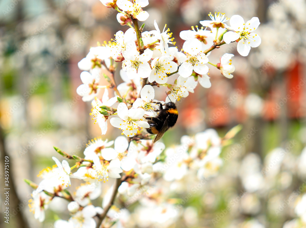 bumblebee
on flowers in spring