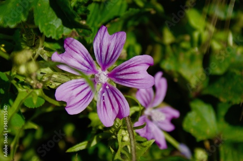 Purple Wild Flower