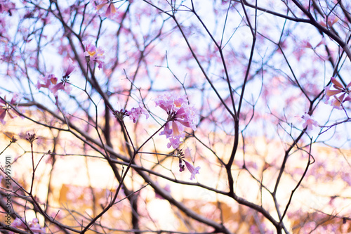 Tabebuia rosea pink flower in garden. © domonkung