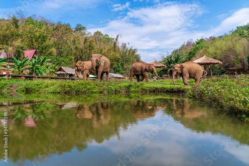Elephants reflection in nature pond, Elephants in swamp water at Chiang Mai, Thailand