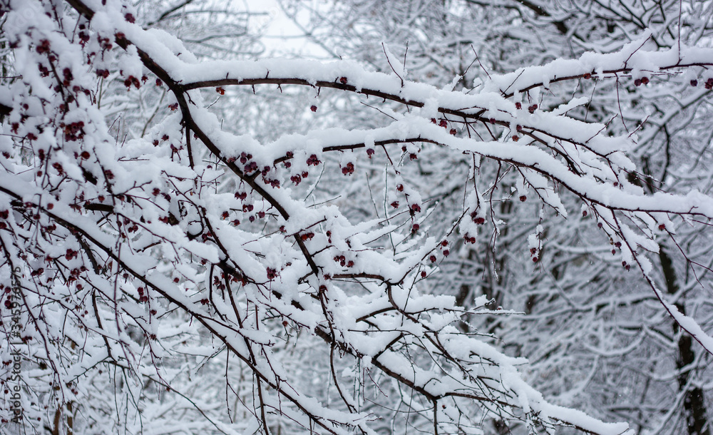 Obraz premium snow covered branches
