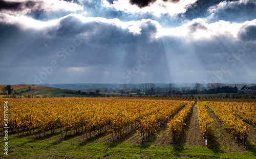 vignes de cognac