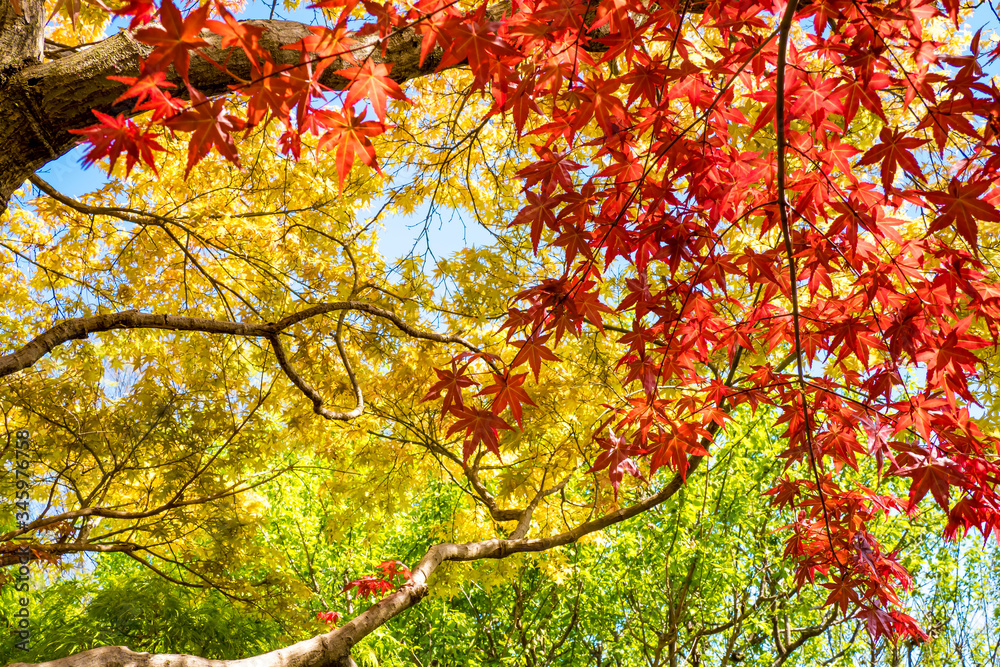 Colorful leaves of Japanese maple in spring. Colorful leaves of Japanese maple in spring.