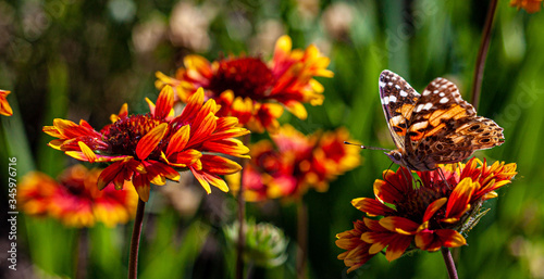 butterfly on flower