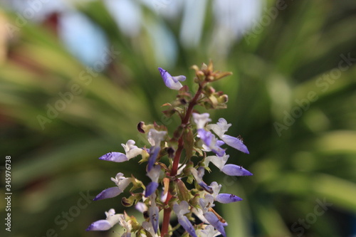 beautiful flower in the garden