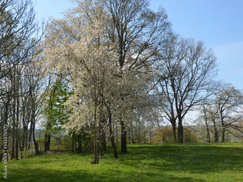 Baumblüte in Frühlingslandschaft